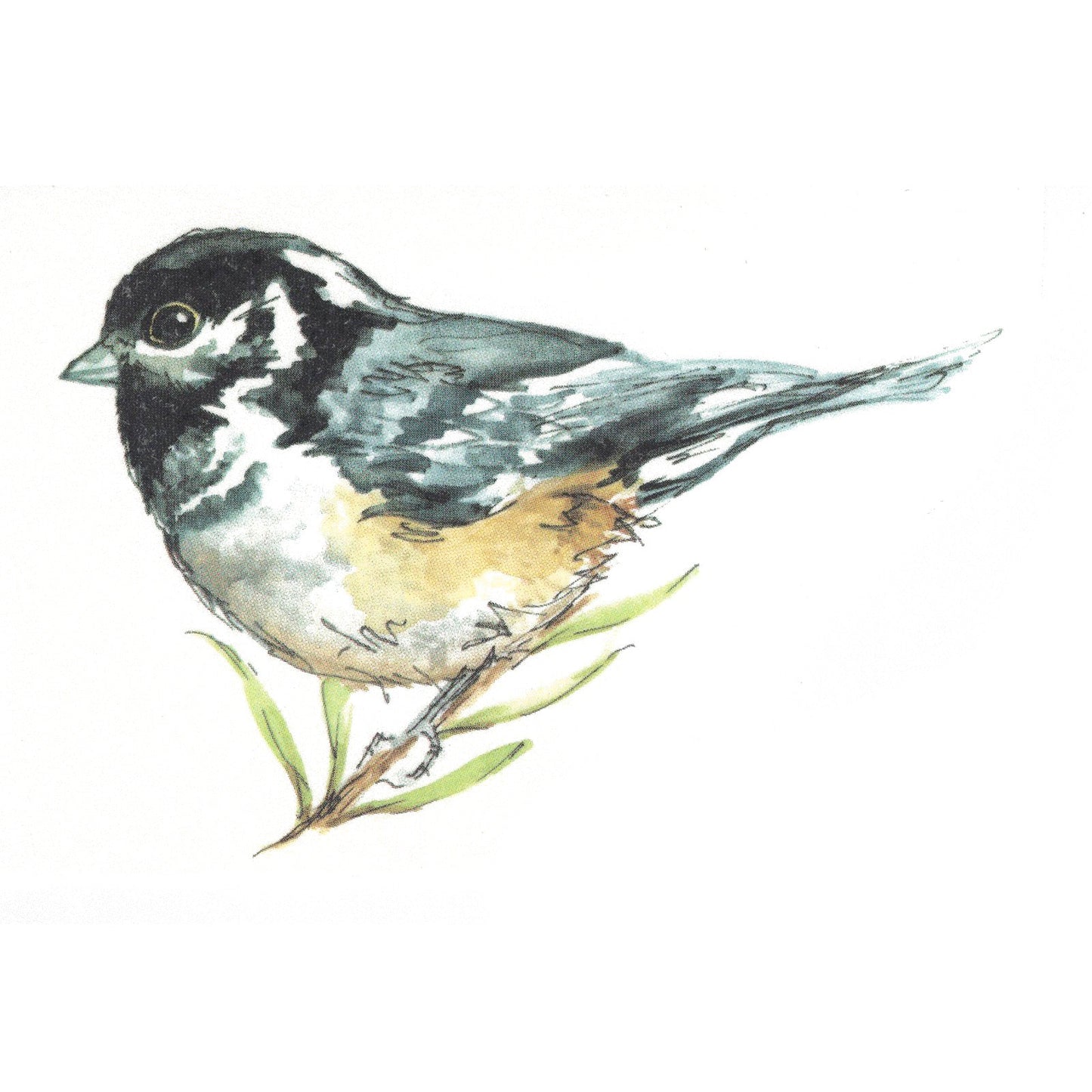 Coal Tit Bird Overglaze Waterslide Ceramic Decals