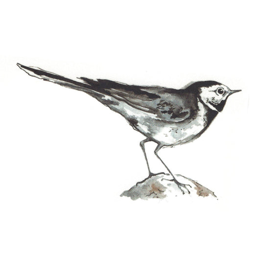 Pied Wagtail Bird Overglaze Waterslide Ceramic Decals
