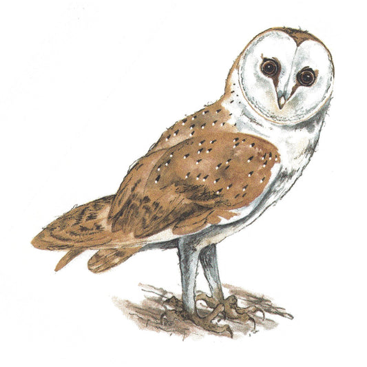 Barn Owl Bird Overglaze Waterslide Ceramic Decals
