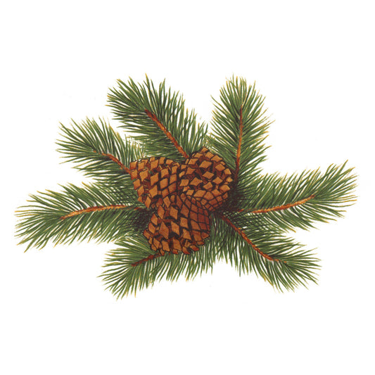 Pine Cone Pinecone Overglaze Waterslide Ceramic Decals