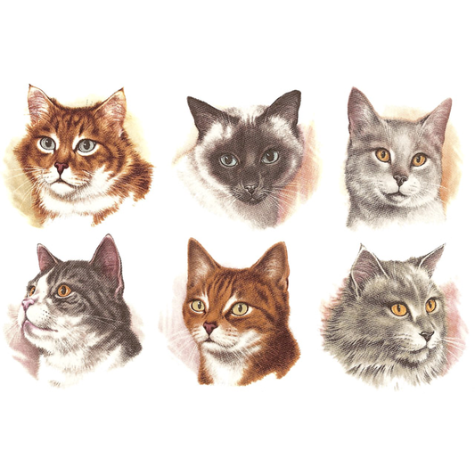 Kitten Kitty Cat Feline Animal Overglaze Waterslide Ceramic Decals
