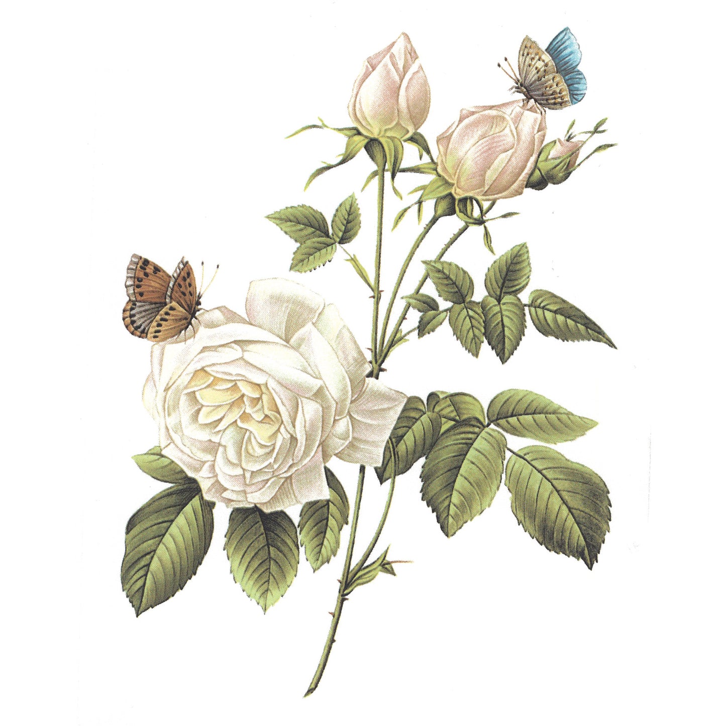 White Tea Rose Butterfly Bouquet Flower Overglaze Waterslide Ceramic Decals