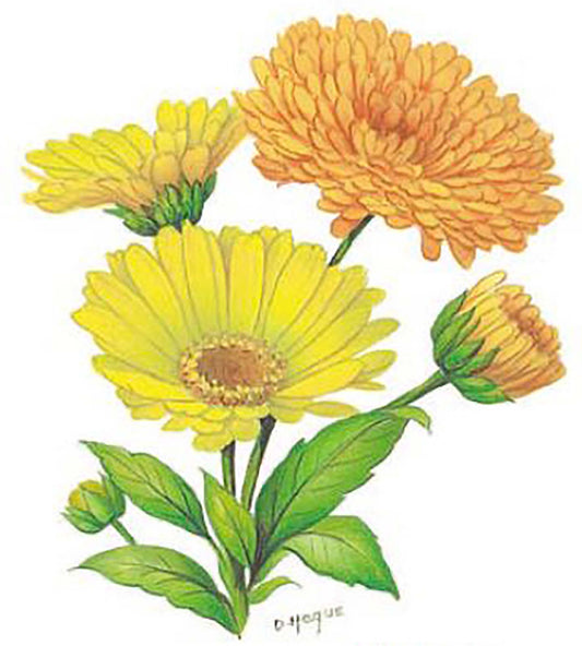 Flower of the Month October Dahlia Overglaze Waterslide Ceramic Decals
