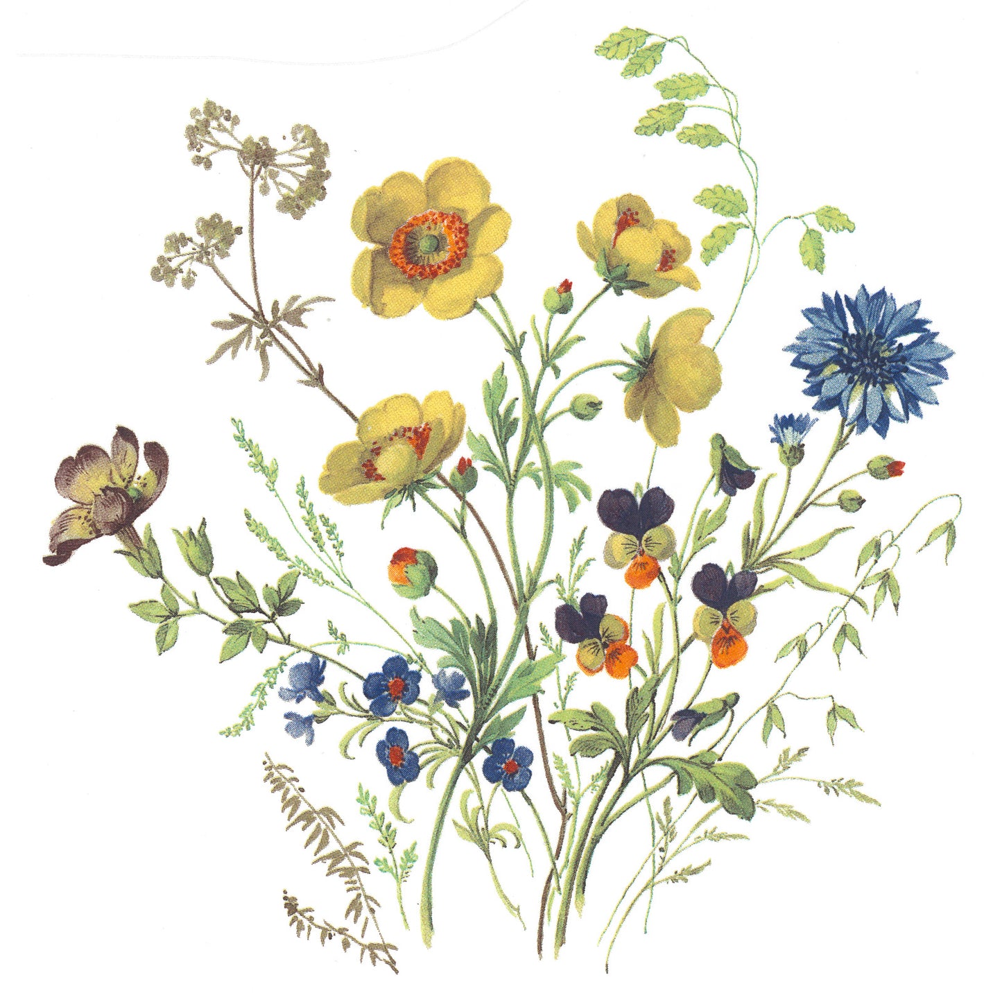 Meadow Wild Flowers Anemone Pansy Flax Cornflower Overglaze Ceramic Decals