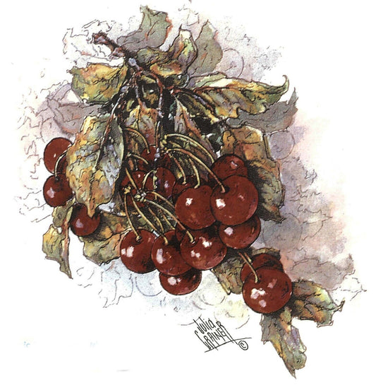 Dark Red Cherry Fruit Clusters Overglaze Waterslide Ceramic Decals