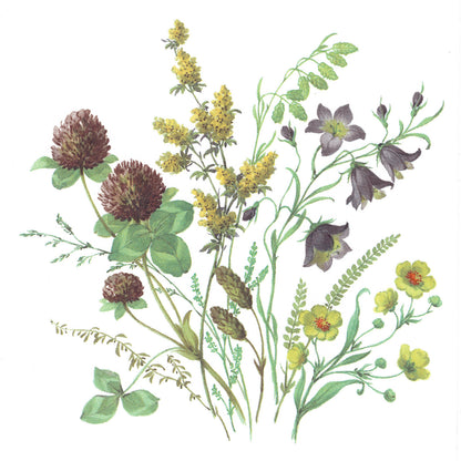 Meadow Wild Flowers Anemone Clover Cinquefoil Plantain Overglaze Ceramic Decals