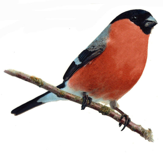 Bullfinch Dompfaff Bird Overglaze Waterslide Ceramic Decal