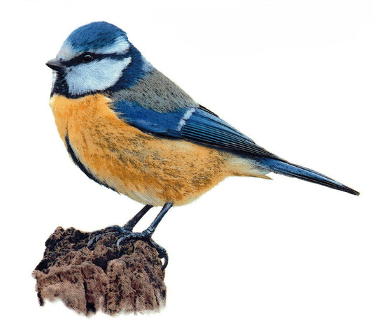 Blue Tit Blaumeise Bird Overglaze Waterslide Ceramic Decal