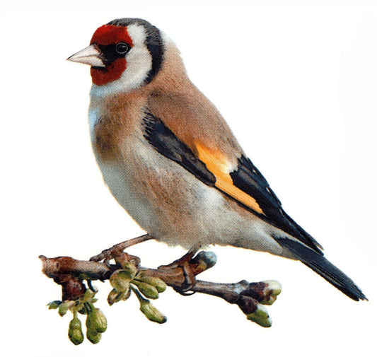Goldfinch Stieglitz Bird Overglaze Waterslide Ceramic Decal