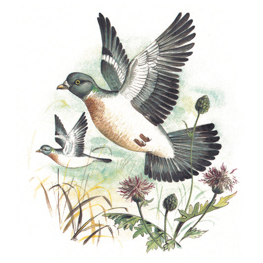Pigeon Wild Bird Overglaze Waterslide Ceramic Decals