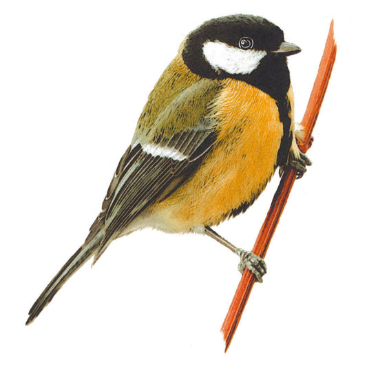 Great Tit Kohlmeise Bird Overglaze Waterslide Ceramic Decal
