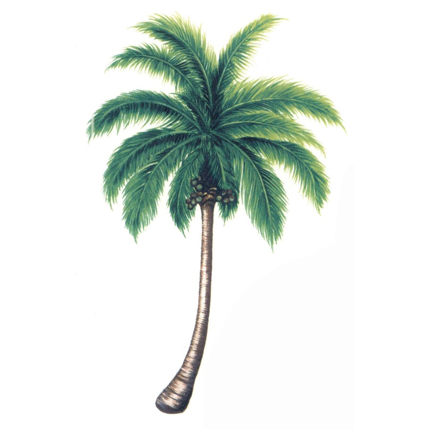 Coconut Palm Trees Overglaze Waterslide Ceramic Decals