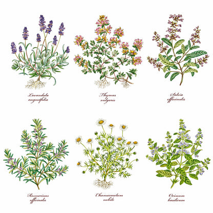 Herb Thyme Basil Rosemary Lavender Overglaze Ceramic Decals