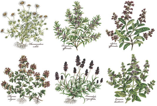 Herb Thyme Basil Rosemary Lavender Overglaze Ceramic Decals