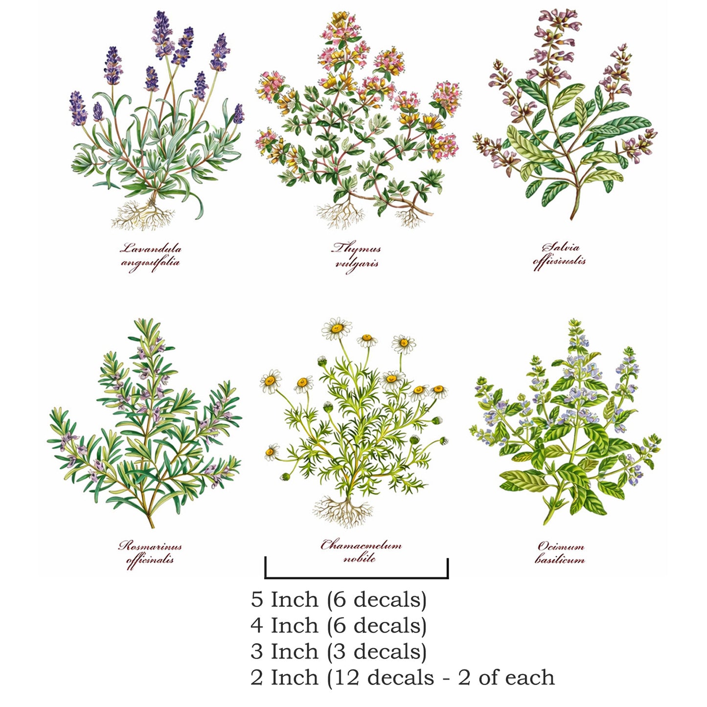 Herb Thyme Basil Rosemary Lavender Overglaze Ceramic Decals