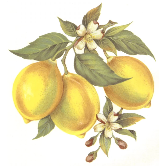 Lemons on the Branch Overglaze Waterslide Ceramic Decal