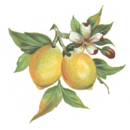 Lemons on the Branch Style E Overglaze Waterslide Ceramic Decal