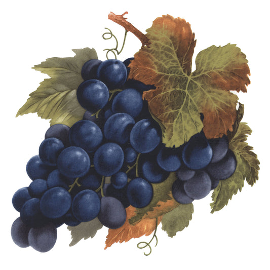 Deep Purple Grape Bunch and Borders Overglaze Waterslide Ceramic Decals