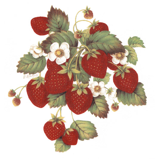 Large Bundle of Strawberries Overglaze Waterslide Ceramic Decals