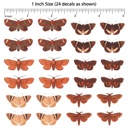 Moths Collection Overglaze Ceramic Decals