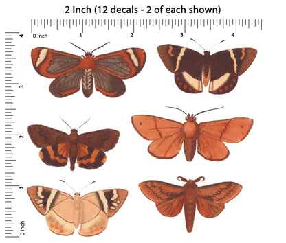 Moths Collection Overglaze Ceramic Decals