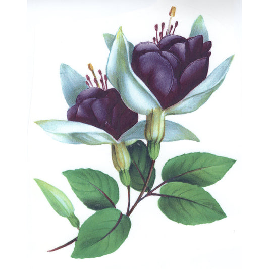 Fuchsia Napoleon Overglaze Ceramic Decals
