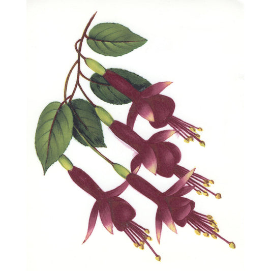 Fuchsia Golden Flower Overglaze Ceramic Decals