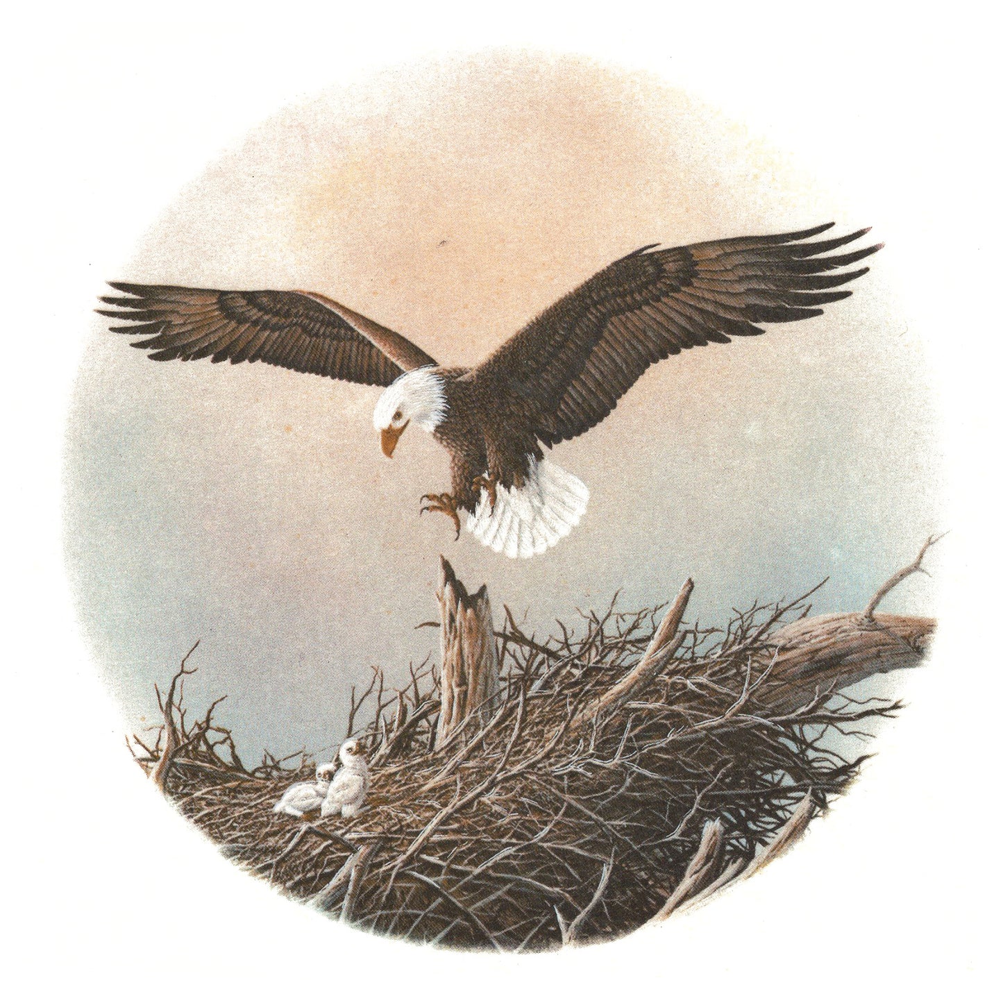 Eagle Eaglet in the Nest Overglaze Ceramic Decals