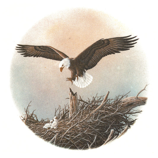 Eagle Eaglet in the Nest Overglaze Ceramic Decals