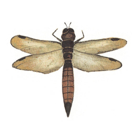 Dragonfly Dragonflies Brown Black Overglaze Waterslide Ceramic Decals