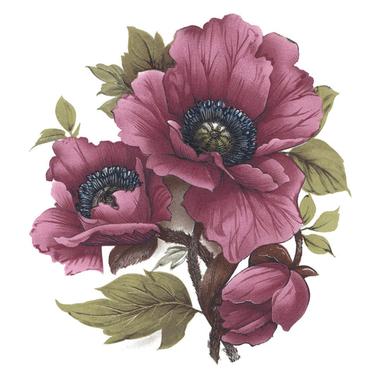Maroon Pink Poppy Flower Overglaze Ceramic Decals