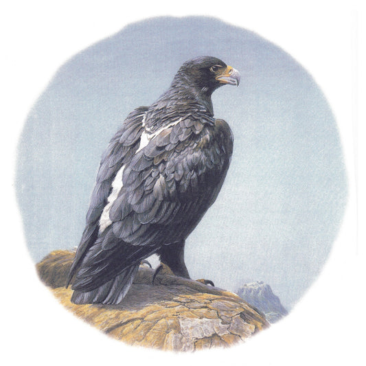 Black Hawk Bird Overglaze Ceramic Decals