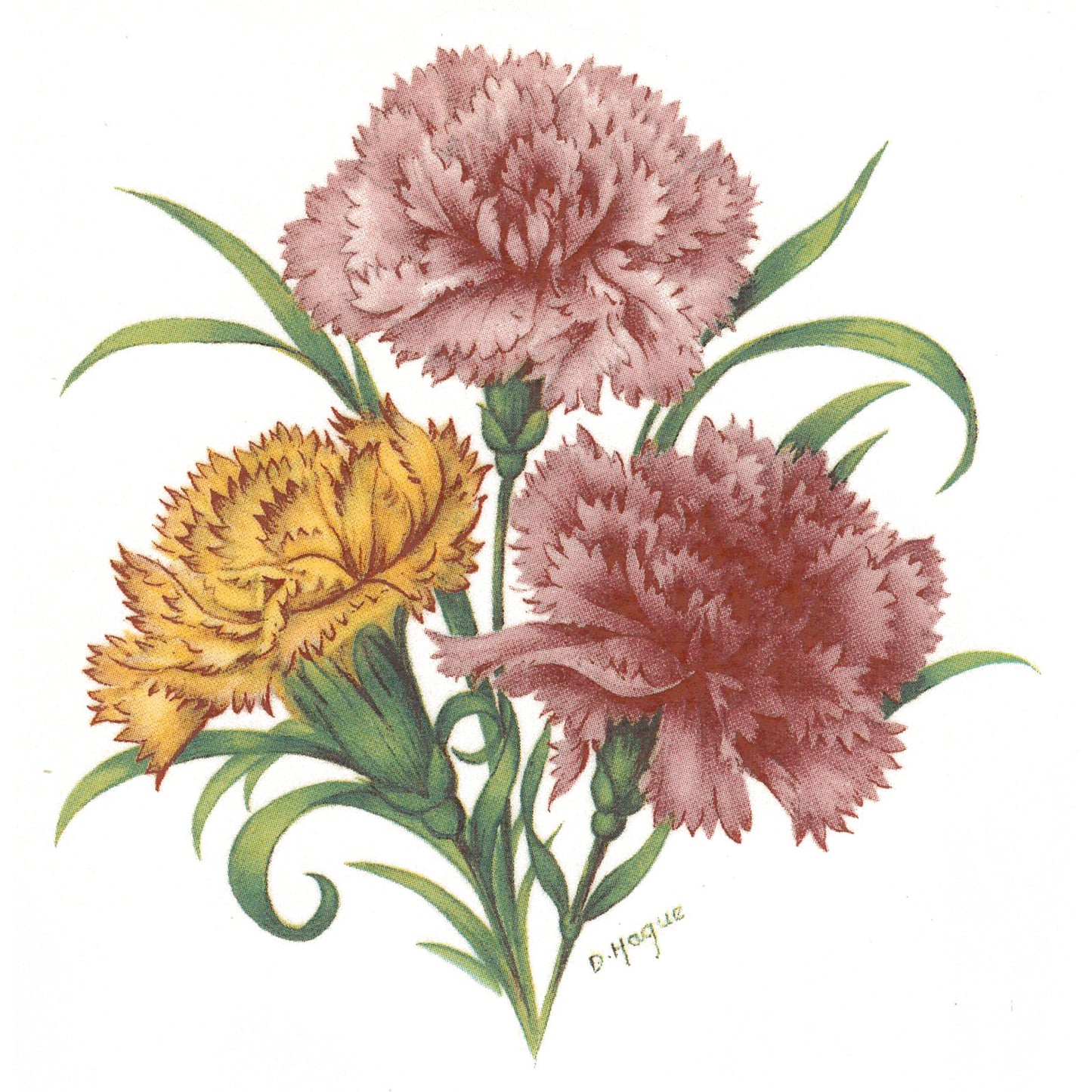 Flower of the Month January Carnation Overglaze Ceramic Waterslide Decals