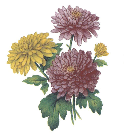 Chrysanthemum Overglaze Ceramic Decals