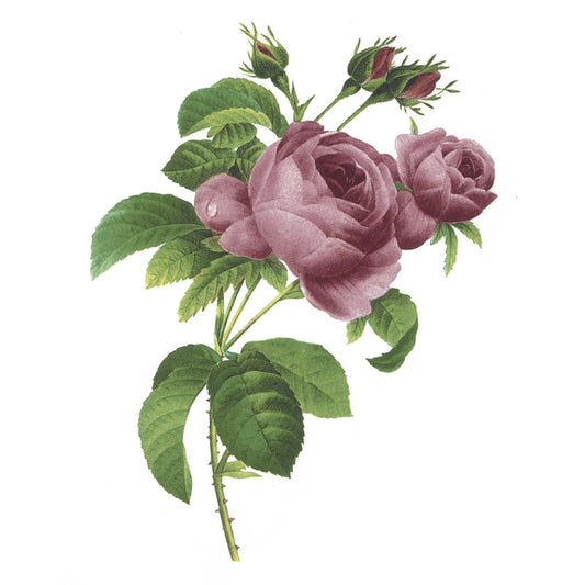 Flowers June Pink Rose Overglaze Ceramic Decals