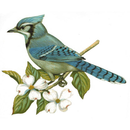 Blue Jay Birds Overglaze Waterslide Ceramic Decals