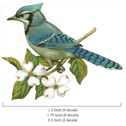 Blue Jay Birds Overglaze Waterslide Ceramic Decals
