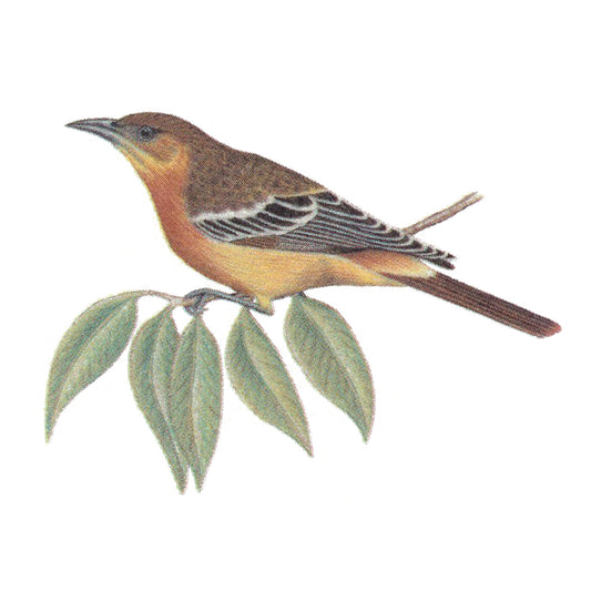 Oriole Bird on Branch Overglaze Ceramic Decals