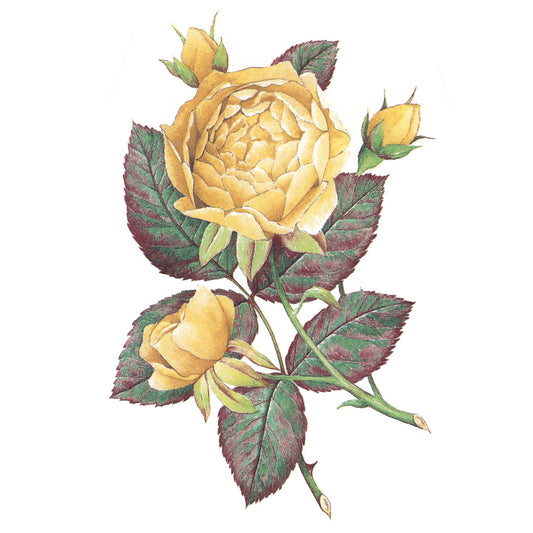 Yellow Roses 6 Inch Overglaze Waterslide Ceramic Decals