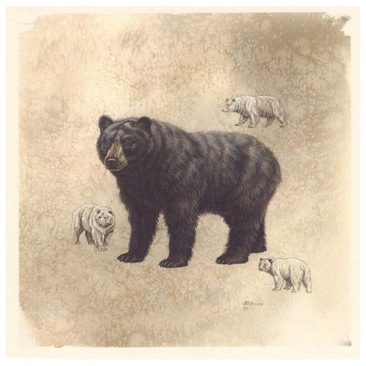 Black Bear Animal Tile Overglaze Waterslide Ceramic Decals