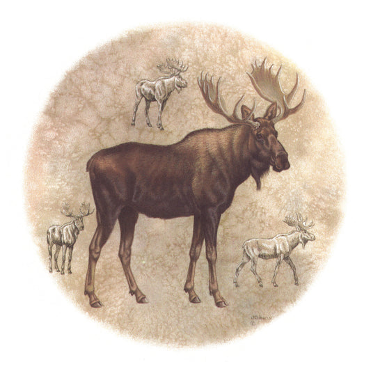 Moose Animal Overglaze Waterslide Ceramic Decals