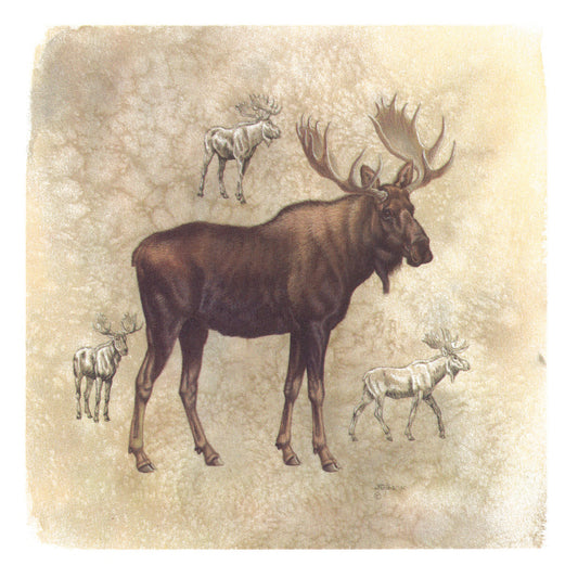 Moose Animal Tile Overglaze Waterslide Ceramic Decals