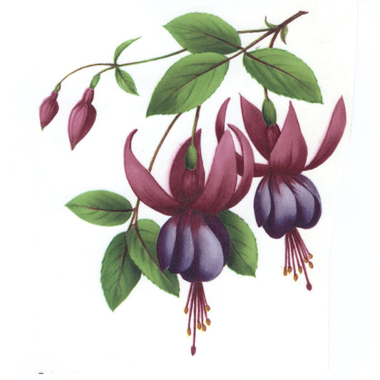 Fuchsia Mrs Popple Overglaze Ceramic Decals