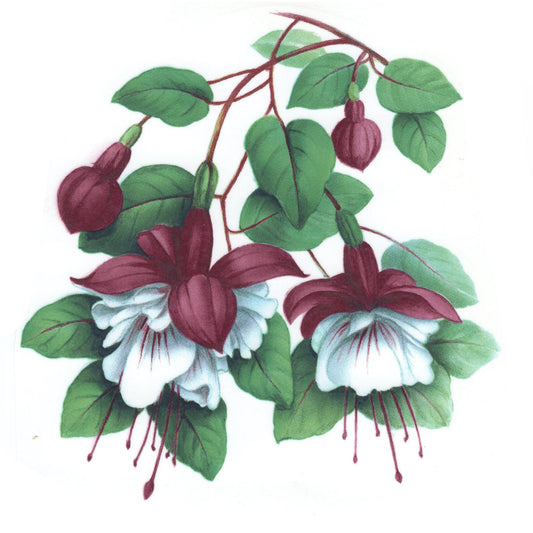 Fuchsia Nautilus Flowers Overglaze Ceramic Decals