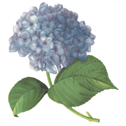 Blue Hydrangea Flowers Overglaze Waterslide Ceramic Decals