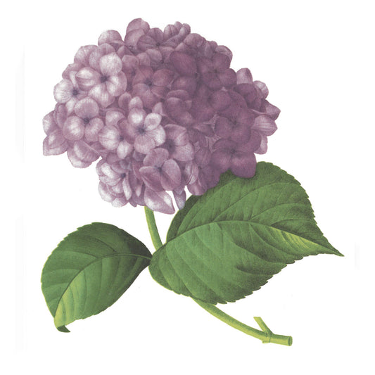 Purple Hydrangea Flowers Overglaze Waterslide Ceramic Decals