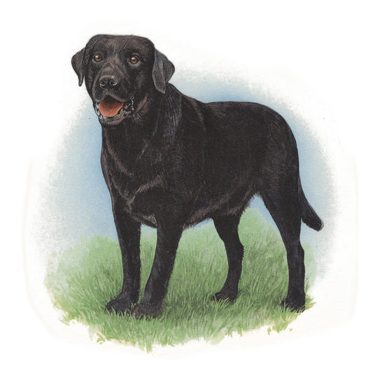 Dog Black Labrador Overglaze Ceramic Decals