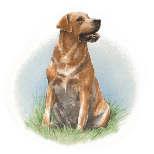 Dog Labrador Yellow Overglaze Ceramic Decals