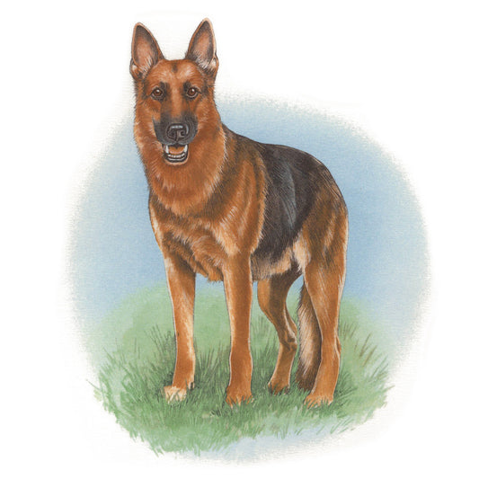 Dog German Shepherd Overglaze Ceramic Decals