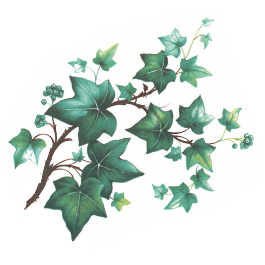 Ivy Trailing Eugenie Vine Overglaze Ceramic Decals